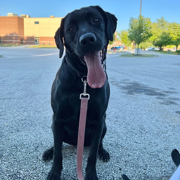 Meet your Posher, Grace - Picture 2 of 2